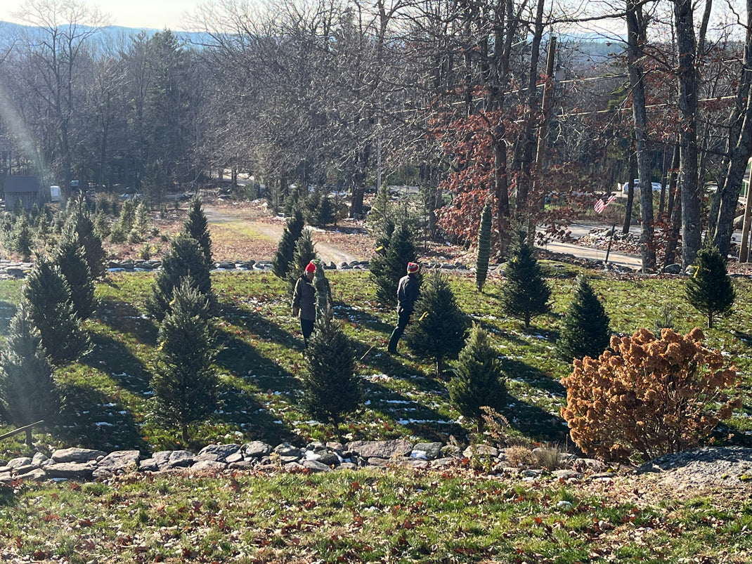 Mount Hunger Christmas Tree Farm Henniker, NH