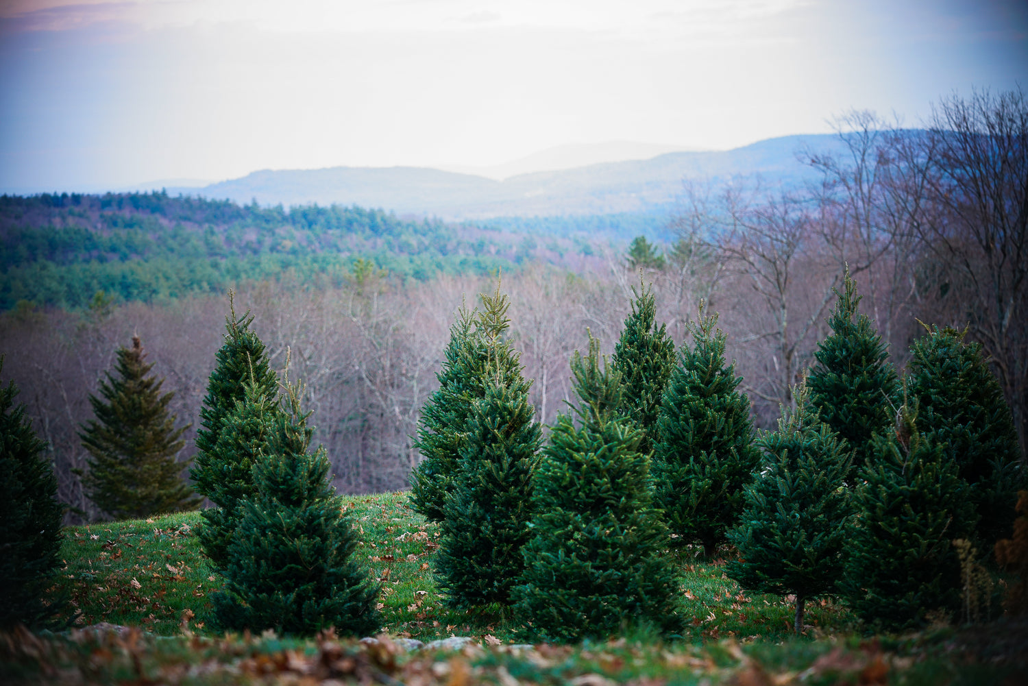 Mount Hunger Christmas Tree Farm Henniker, NH